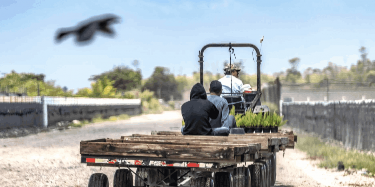 Los trabajadores migrantes expulsados son difíciles de reemplazar: reconoce Trump