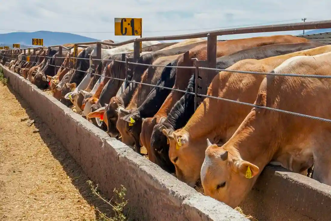 Medidas contra el cierre a la exportación ganadera en México
