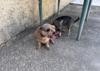 Suman 100 Denuncias por maltrato animal este semestre en Quintana Roo