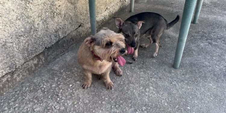 Suman 100 Denuncias por maltrato animal este semestre en Quintana Roo