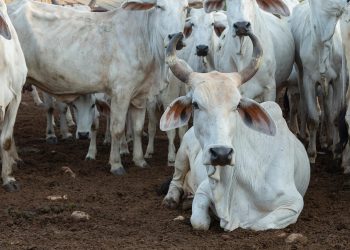 Carnicerías de lujo surgen por el barrenador