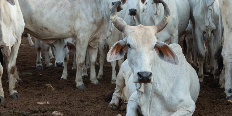 Carnicerías de lujo surgen por el barrenador