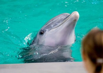 suspensión de Ley Mincho