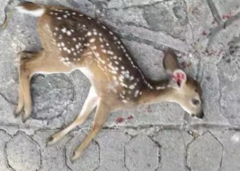 permisos ambientales del desarrollo Legacy en Playacar