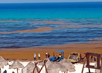 Nuevo recale atípico de sargazo sufre la Zona Hotelera de Cancún