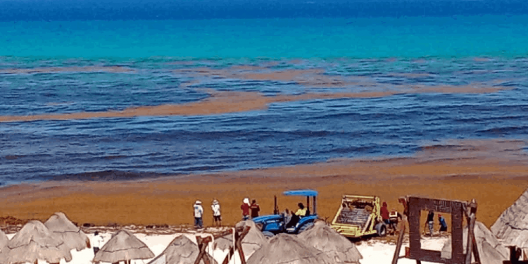 Nuevo recale atípico de sargazo sufre la Zona Hotelera de Cancún