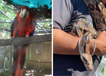 Q.Roo colabora contra la venta de animales en redes sociales