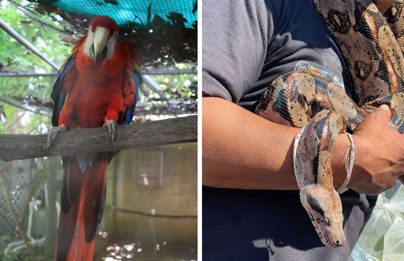 Q.Roo colabora contra la venta de animales en redes sociales