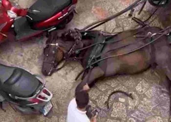 Turistas insensibles ante desplome de un caballo en Mallorca son tundidos en redes sociales.