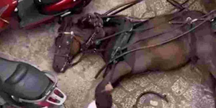 Turistas insensibles ante desplome de un caballo en Mallorca son tundidos en redes sociales.