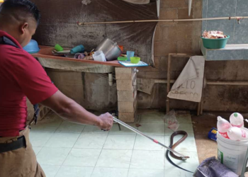 Bomberos de José María Morelos registran nueve capturas y reubicaciones de serpientes en agosto