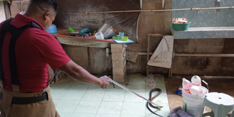 Bomberos de José María Morelos registran nueve capturas y reubicaciones de serpientes en agosto