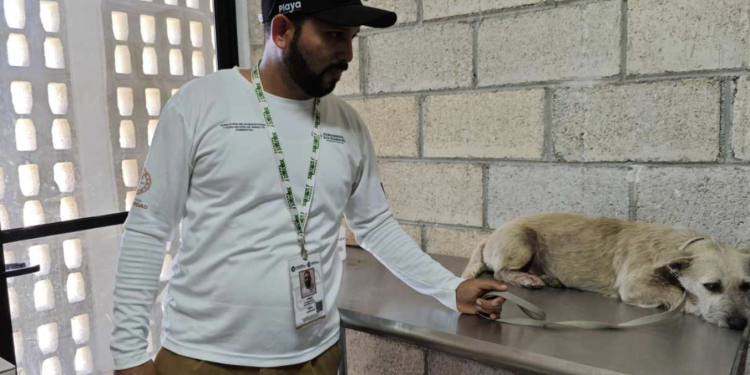 Rescatan a la perrita Xóchitl tras denuncia de maltrato en Playa del Carmen