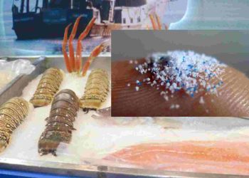 Microplásticos afectan Pescados y mariscos afectados poren Cancún