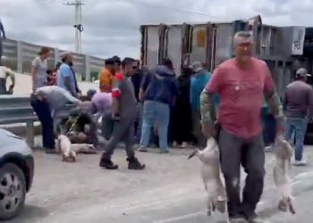 Vuelca tráiler con cerdos y desata actos de rapiña en la carretera a Matehuala y el Libramiento, en San Luis Potosí.