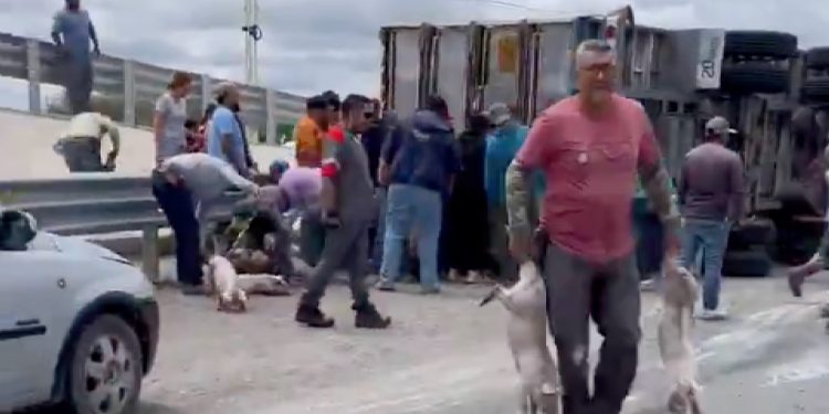 Vuelca tráiler con cerdos y desata actos de rapiña en la carretera a Matehuala y el Libramiento, en San Luis Potosí.