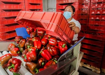 Japón autoriza la importación de pimiento marrón mexicano