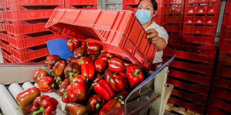 Japón autoriza la importación de pimiento marrón mexicano