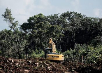 Semarnat aval de la devastación señala Greenpeace México