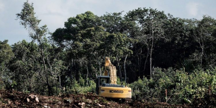 Semarnat aval de la devastación señala Greenpeace México