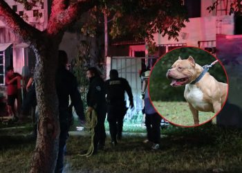 Nuevo ataque de perro pitbull deja dos menores lesionados en fraccionamiento Villamar