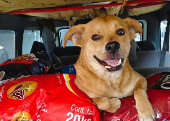 Envenenan al Chicles en Tijuana
