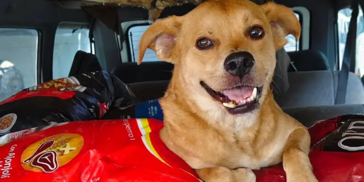 Envenenan al Chicles en Tijuana