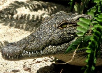 Avistamiento cocodrilo Cancún alarma a vecinos de Corales