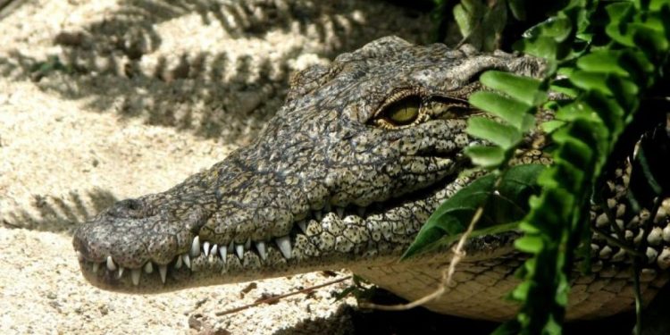 Avistamiento cocodrilo Cancún alarma a vecinos de Corales