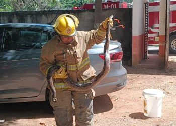 Capturan boa gigante en Vicente Guerrero