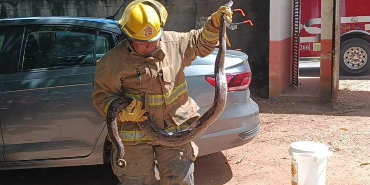 Capturan boa gigante en Vicente Guerrero
