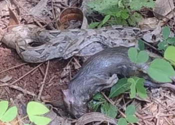 Encuentran boa constrictor en vivienda de José María Morelos; fue liberada en su hábitat