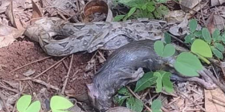 Encuentran boa constrictor en vivienda de José María Morelos; fue liberada en su hábitat