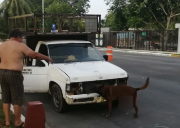 Cocodrilo ataca a perro en la bahía de Chetumal