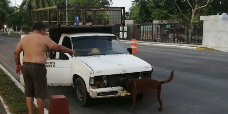 Cocodrilo ataca a perro en la bahía de Chetumal