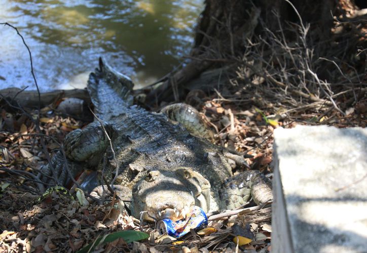 Riesgo geográfico en Corales por cocodrilos