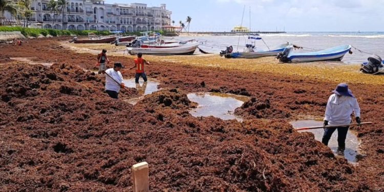 Disminuye el sargazo en Quintana Roo, pero ocho playas siguen con presencia excesiva