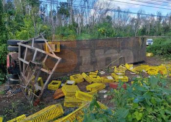 Tráiler con pollos vuelca en la carretera Polyuc–José María Morelos