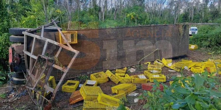 Tráiler con pollos vuelca en la carretera Polyuc–José María Morelos