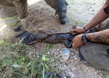 Cocodrilo sorprende a vecinos de Jardines de Bonampak; provoca alarma y movilización de emergencia