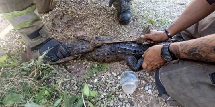 Cocodrilo sorprende a vecinos de Jardines de Bonampak; provoca alarma y movilización de emergencia