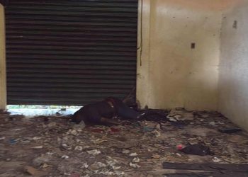 Encuentran cadáver en bodega abandonada de la Colonia Primera Legislatura en Chetumal