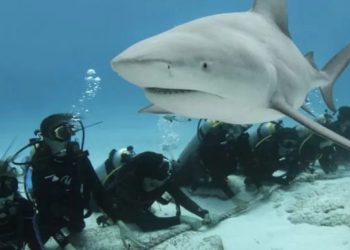Protección de tiburones y biodiversidad marina en Quintana Roo gana impulso internacional