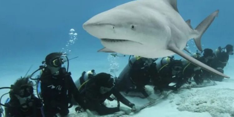 Protección de tiburones y biodiversidad marina en Quintana Roo gana impulso internacional