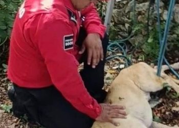 Bomberos rescatan a perro que cayó a un pozo artesanal en Felipe Carrillo Puerto