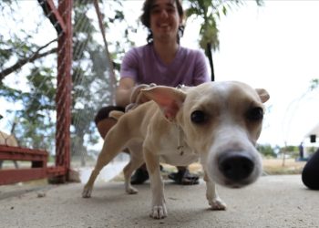 Dónde denunciar maltrato animal en Cancún: canales oficiales y cómo actuar