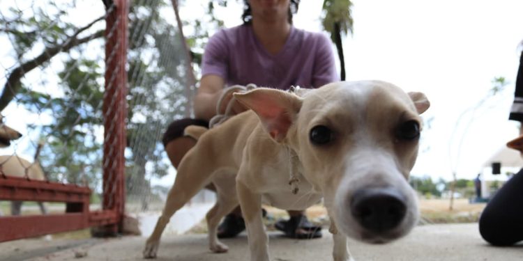 Dónde denunciar maltrato animal en Cancún: canales oficiales y cómo actuar