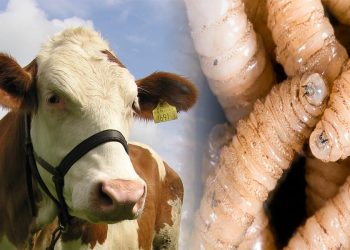 México enfrenta brote de miasis humana por gusano barrenador