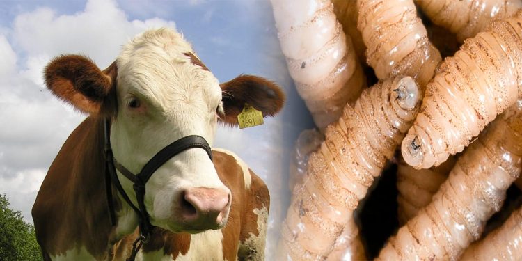 México enfrenta brote de miasis humana por gusano barrenador