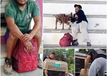 maltrato animal en Cancún